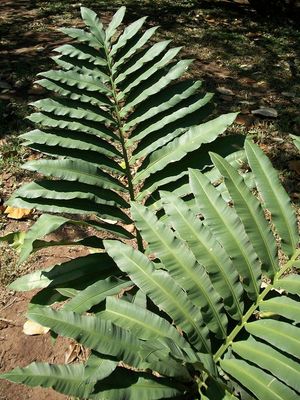 스탄게리아 에리오푸스}}