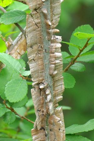 코르크 날개, 삼엽느릅나무, U. crassifolia