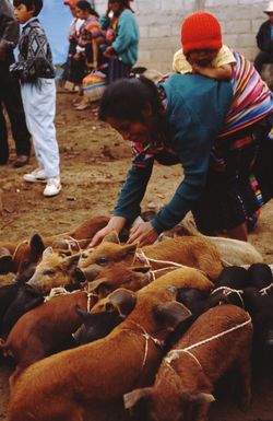 1996년 치치카스테낭고 시장