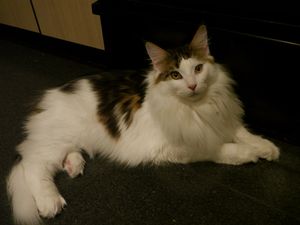 패치드 태비 앤 화이트