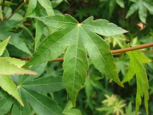 다행맥을 가진 단풍나무(무환자나무과)의 잎