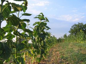 괼파자르의 첸겔레르 마을 풍경