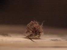 먼지나 쓰레기를 등에 진 풀잠자리과의 유충