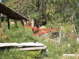 고추를 건조하는 모습. (키르기스스탄 밀리안판)