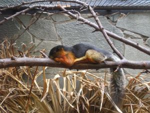 보르네오 북서부의 회색 꼬리와 주황색 뺨을 가진 C. p. borneoensis