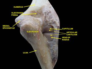 팔꿈치 관절. 심부 해부. 뒤쪽 보기.