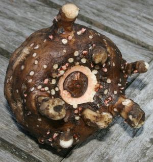 곤약(천남성과)의 구경