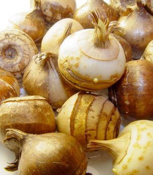 크로커스(붓꽃과)의 구경