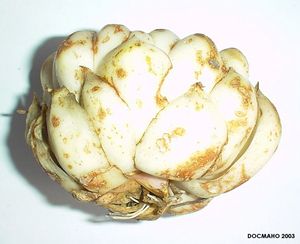 백합속(백합과)의 인상 인경(백합 뿌리)