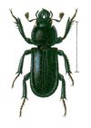 유럽 사슴벌레 Platycerus caraboides caraboides