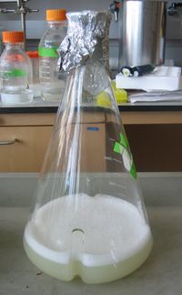 재조합 박테리아는 배양 배지를 포함하는 플라스크에서 배양할 수 있다.