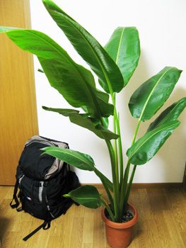 여행자 야자 (홈 센터에서 판매되는 크기)