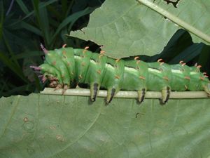 브라질에 서식하는 Citheronia laocoon의 5령 유충