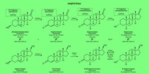 안드로겐의 스테로이드 생성