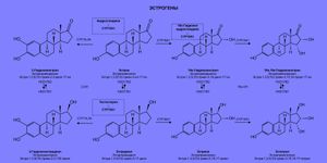 에스트로겐의 스테로이드 생성