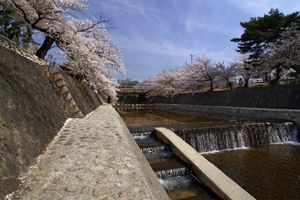 슈쿠가와 공원의 벚꽃