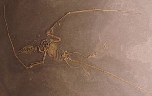 Campylognathoides liasicus의 피츠버그 표본 수컷 모형.