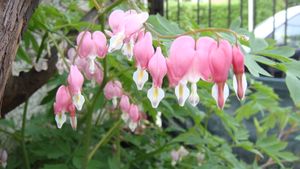 분홍색 형태의 꽃차례 근접 촬영