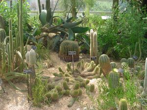스타인하르트 온실에서 사막 식물을 전시하는 구역