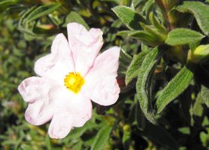 Cistus × skanbergii
