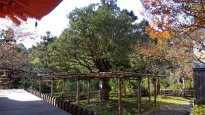 경내의 조각자나무