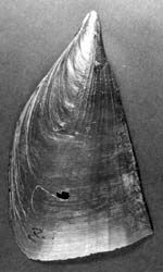 무린형(즈베타이라기)