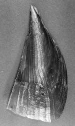 유린형과 무린형의 잡종