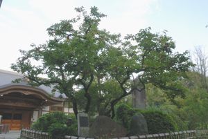 오젠지 경내의 '젠지마루 감' 원목. 촌명의 유래가 되었다.