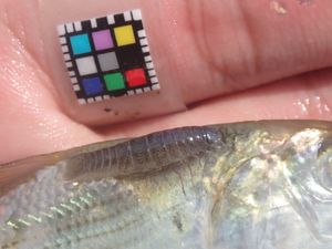 밴댕이 기생충(숙주는 밴댕이와 근연종인 전어)