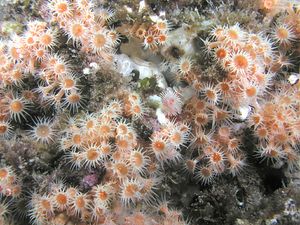 말미잘, 카탈리나 섬