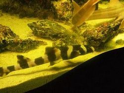 흑점얼룩상어의 어린 개체