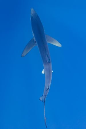 정면에서 본 유영 중인 개체