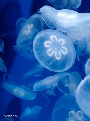 6개의 방사형을 가진 개체