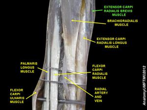 짧은노쪽손목폄근