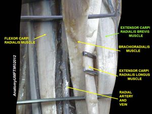 짧은노쪽손목폄근