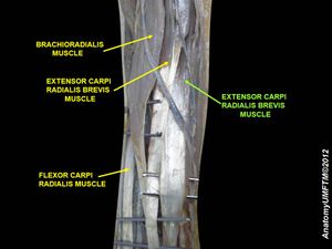 짧은노쪽손목폄근