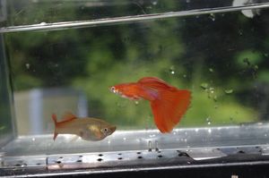 리얼 레드 아이 풀 레드 테일