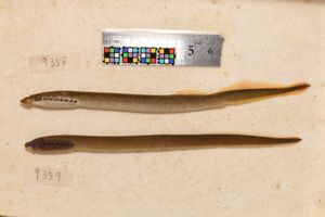 개안한 성체(위)와 아직 눈이 뜨이지 않은 유생(아래)