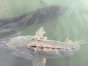 다우리아 철갑상어