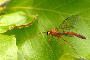 Ophion longigena (아메벌아과)