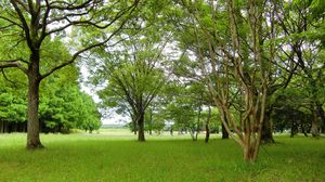 육상 생태계의 주요 생산자는 육상 식물이다.