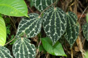 P. ornatum}}는 관상용으로 재배된다.