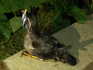 작은 물고기를 부리에 잔뜩 문 흰수염바다오리