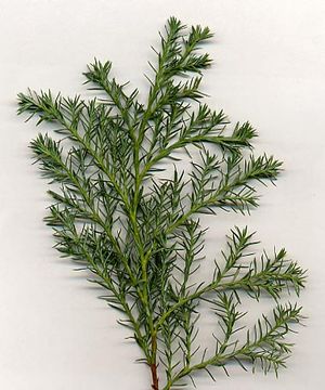 부드러운 바늘깃털 형식의 침엽으로 이루어진 '불러바드'의 어린 품종의 나뭇잎