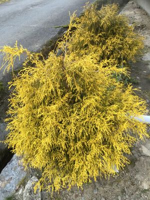 필리페라 오레아(Filifera aurea) 품종