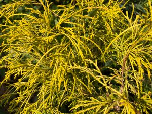 선골드(Sun Gold) 품종