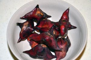 워터 칼트로프 (T. natans)의 씨앗