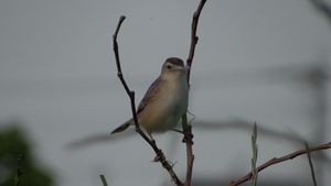 둥지 재료를 문 수컷 개개비사촌