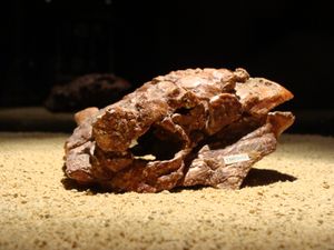 P. grangeri 두개골