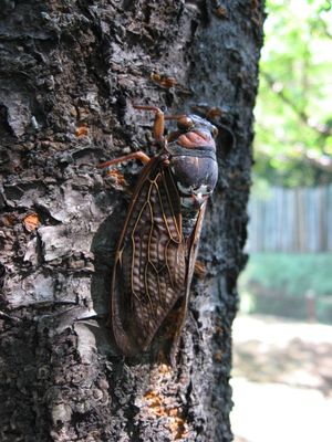 성충. 검은 몸과 갈색 날개가 나무껍질에 위장하는 데 도움이 된다.
